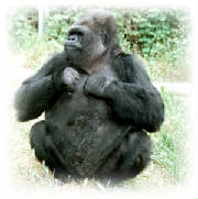 http://www.primates.com/gorillas/koko.jpg